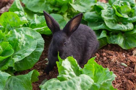 Can Rabbits Eat Cabbage What You Should Know