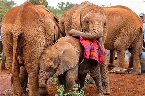 Private Full Day Giraffe Centre Sheldrick Wildlife Carnivore Nairobi