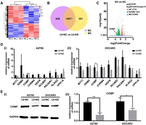 SNHG25 Regulates Ovarian Cancer Progression By Targeting COMP A C RNA