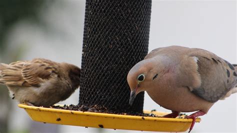 How To Attract Mourning Doves To Your Yard