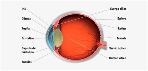 Anatomia Del Ojo Humano Explicacion De Las Partes Del Ojo Anatomia Images