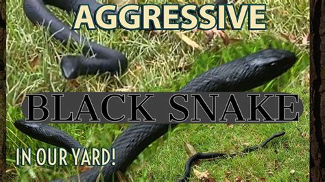 Aggressive Black Snake In Yard Comes After Us Rattles Tail Ready