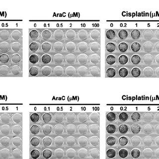 Expression Of Exogenous Dnmt3a Or Dnmt3b Restored The Sensitivity To