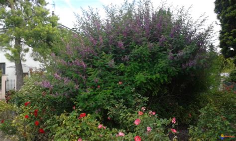 Индигофера красильная (74 фото) - фото - картинки и рисунки: скачать ...