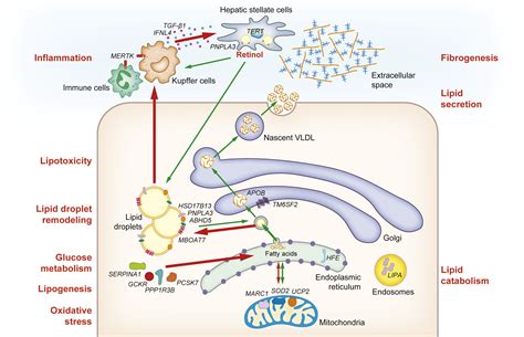 Update On Nafld Genetics From New Variants To The Clinic Journal Of