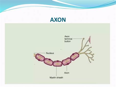 Structure of Neuron | PPT