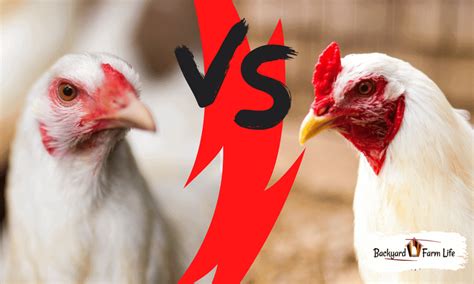 Diferencias Entre Un Gallo Leghorn Y Una Gallina En Todas Las Edades