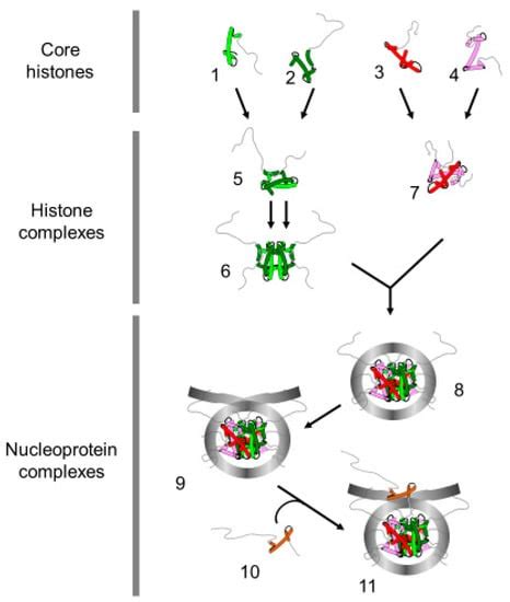 Ijms Free Full Text Replication Coupled Chromatin Remodeling An