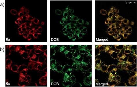 A Confocal Fluorescence Microscopic Images Of Hek T Cells