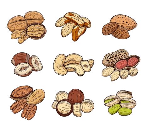 Premium Vector Vector Various Nuts Colorful Illustration