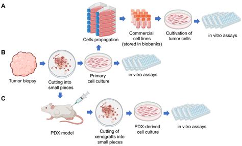 Cancers Free Full Text Role Of Patient Derived Models Of Cancer In