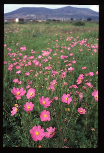 En Carreteras De Tlaxcala Seguro La Has Visto Lee Datos De Esta Flor