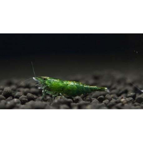 Gamba Caridina Green Jade Por Comprar Peces Online