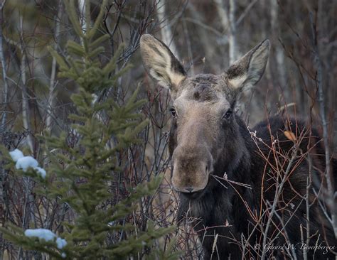 North American Moose While Hiking Through The Mixd Woods O Flickr