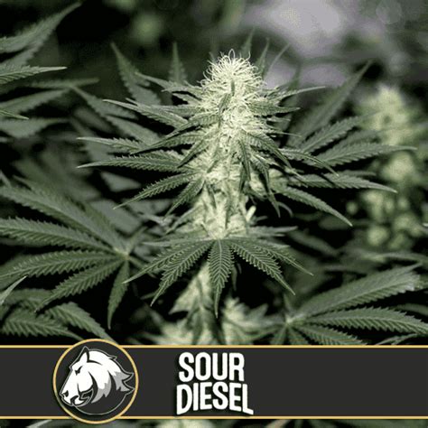 Sour Diesel Seeds | 25% THC | Buy Cannabis Seeds