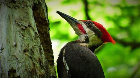 Why Do Woodpeckers Peck And How To Get Rid Of Them Birds