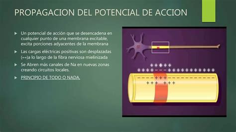 Potenciales Del Membrana Y Potenciales De Accion Ppt