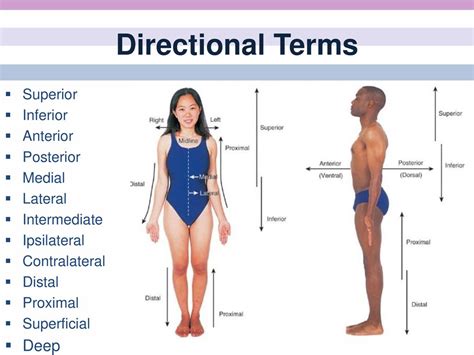 Overview Of Anatomy And Physiology Ppt Download