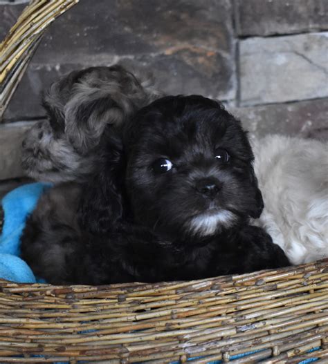 Hypoallergenic & Non Shedding Puppies for Sale - Illinois ...