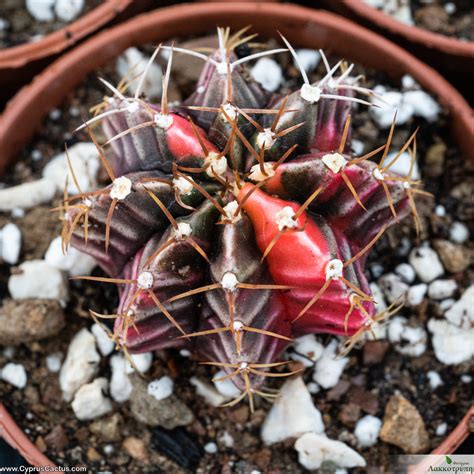 Gymnocalycium Mihanovichii Variegata Cyprus Cactus