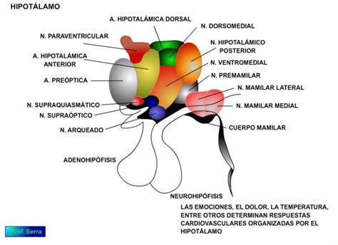 Regulaci N Cardiovascular Webfisio