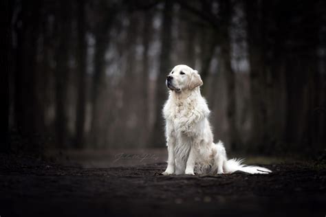 Dark Dogs Wallpapers - Top Free Dark Dogs Backgrounds - WallpaperAccess