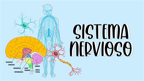 Solution Sistema Nervioso Neurociencias Studypool