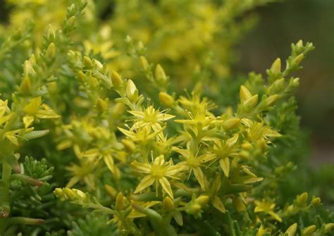 Sedum ACRE — Седум Едкий (очиток), 5 семян - Купить семена Суккулентов ...