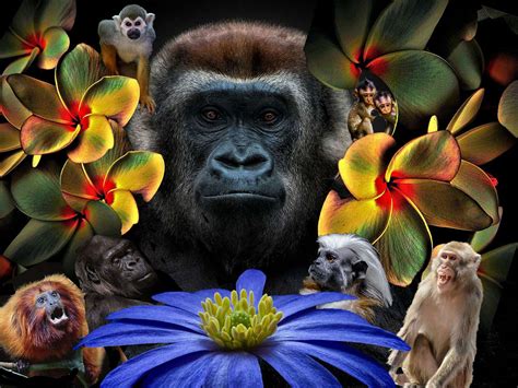 La Plan Te Des Singes Fond D Cran Et Images Gratuites