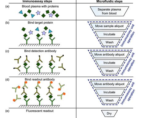 Steps Of A Typical Sandwich Immunoassay And Corresponding
