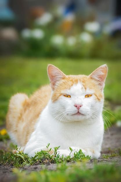 Premium Photo Abandoned Street Cats Dirty Poor Homeless Cats