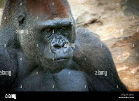 Silverback gorilla face hi-res stock photography and images - Alamy