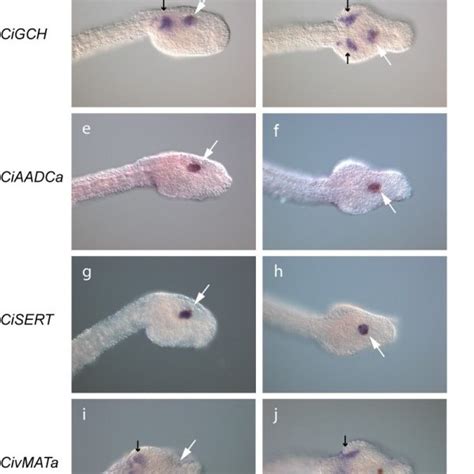 Expression Of Monoaminergic Markers In C Intestinalis Embryos Lateral