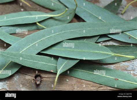 Tasmanian Blue Gum Blue Gum Southern Blue Gum Eucalyptus Globulus