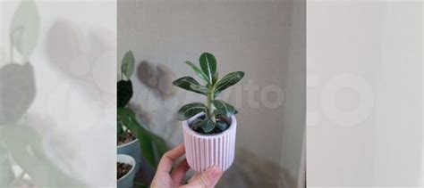 Адениум тучный, местоклема купить в Самаре | Товары для дома и дачи | Авито