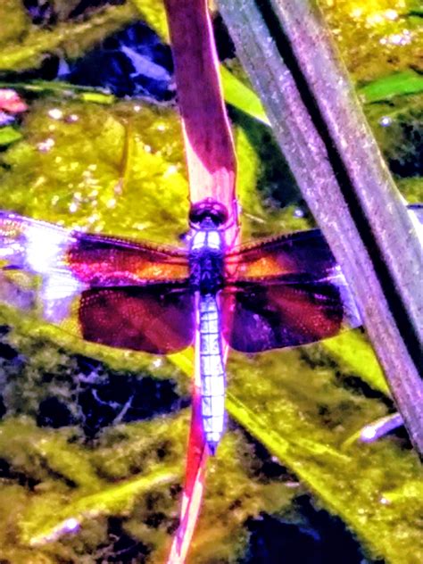 Home – The Banded Pennant