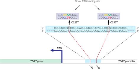 Tert Gene Its Function And Dysregulation In Cancer Journal Of