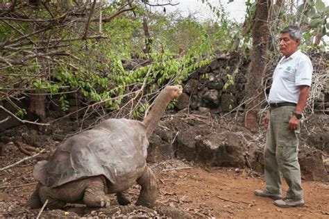 Solitario George la última tortuga de Galápagos de su tipo