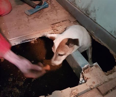 Les Sapeurs Pompiers De Flers Sauvent Un Chien Coinc Sous Un Plancher