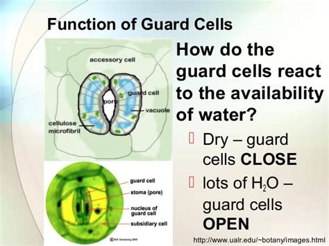 Stomatal regulation