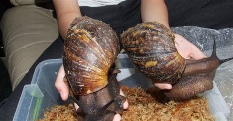 Floridas Giant Land Snails May Be Part Of An Odd Ritual Mysterious