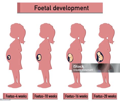 Human Embryonic Development In Human Infographic Stock Illustration