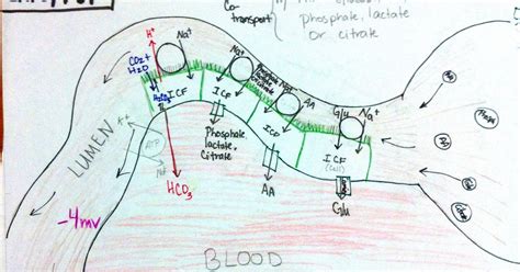 Boards part I visual help: Kidney- nephron- Tubules