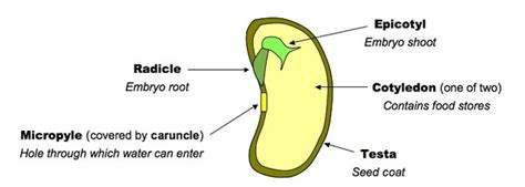 Pea Seed Diagram