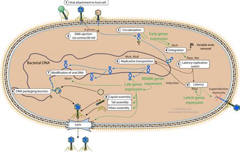 Life Cycle Of A Bacteriophage