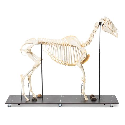 Real Horse Skeleton, Female, Specimen – GTSimulators.com