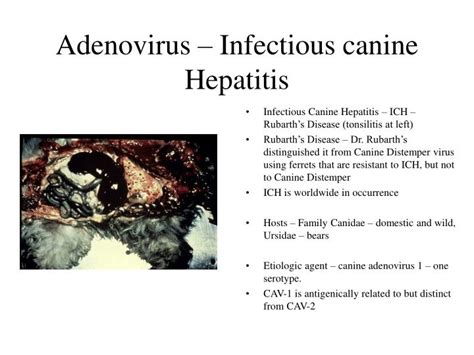 Ppt Adenoviridae Powerpoint Presentation Id270016