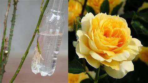 Effortless Rose Branch Extraction Using Water: A Simple Guide - Home Garden Tips