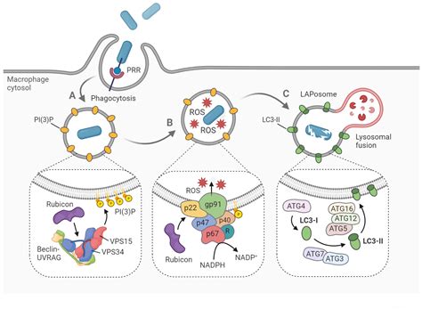 Frontiers Lapped In Proof Lc Associated Phagocytosis And The Arms