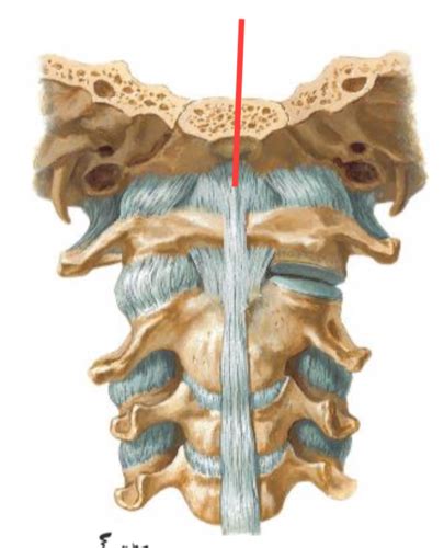 Vertebral Column And Spinal Cord Flashcards Quizlet